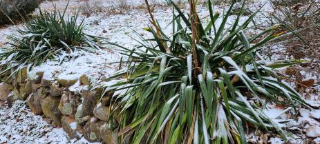 Yucca filamentosa (on the left) and Y. flaccida