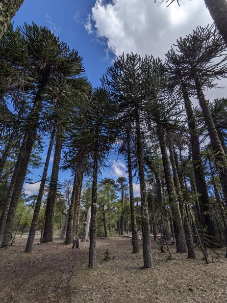 Araucaria araucana forest        