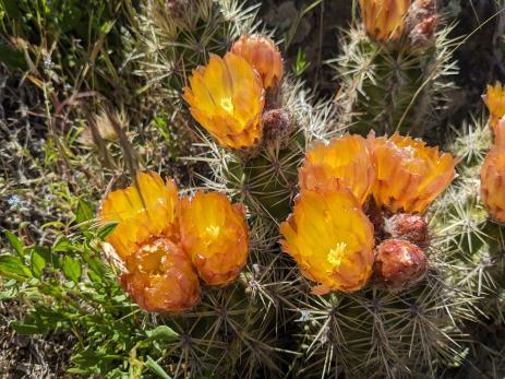 Austrocactus coxii