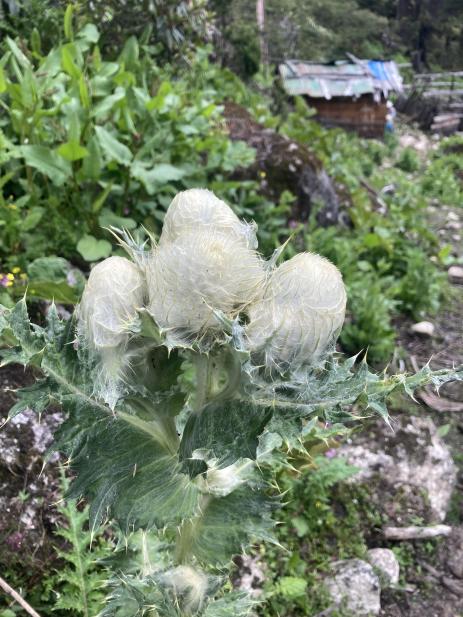 Cirsium eriophoroides      