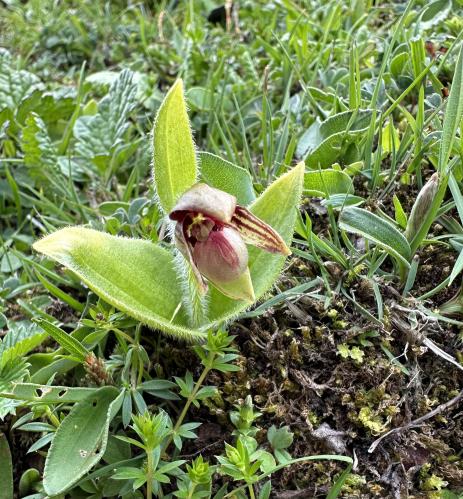 Cypripedium elegans