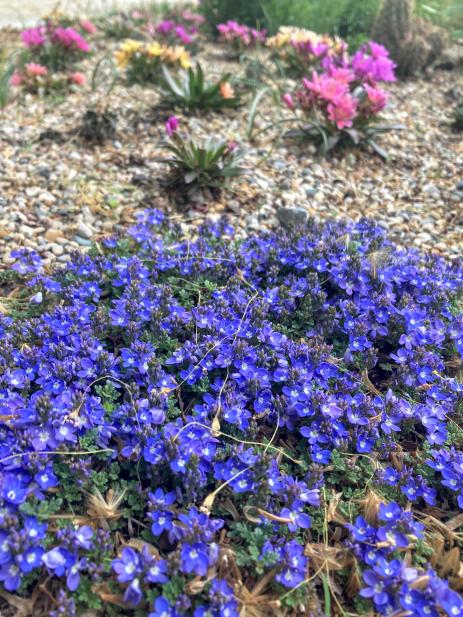 Veronica  oltensis