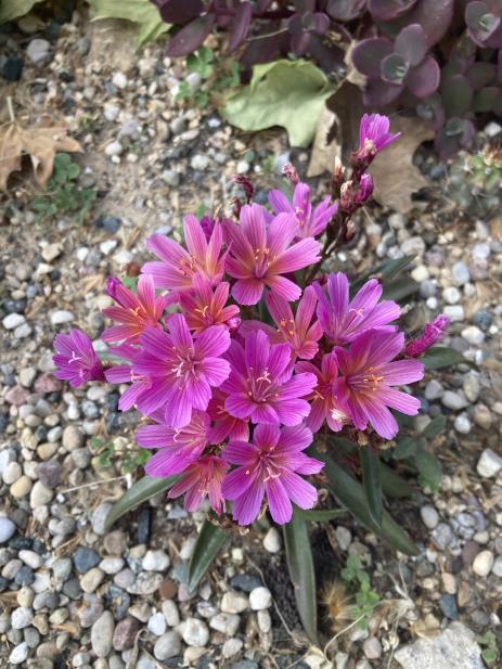 Lewisia ‘Little Raspberry'