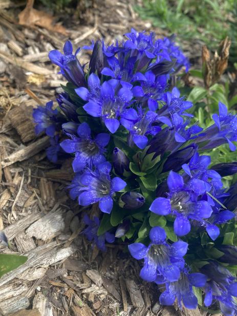 Gentiana septemfida