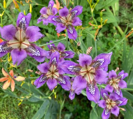 Iris dichotoma 