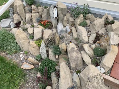 View of the crevice garden after planting