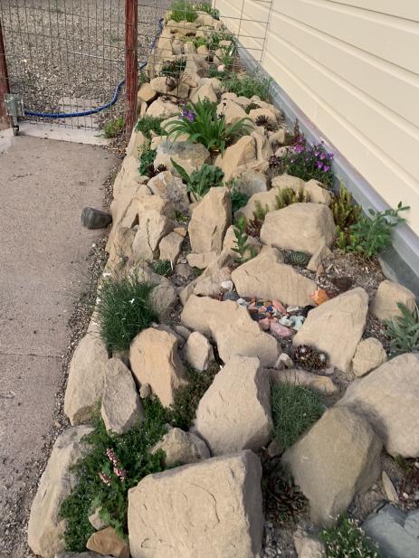 View of the crevice garden after planting