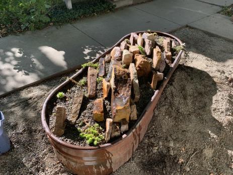  A newly planted horse trough crevice garden