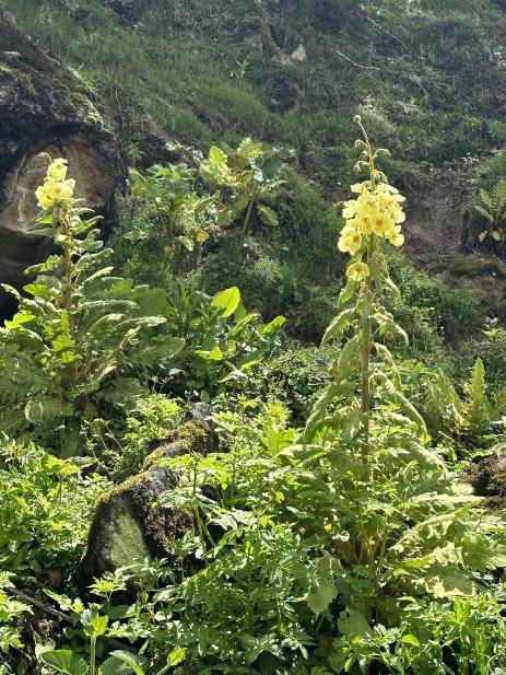 Meconopsis paniculata