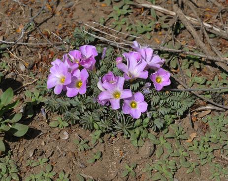 Oxalis adenophylla 