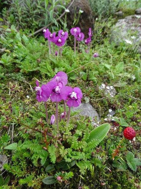 Pedicularis siphonantha