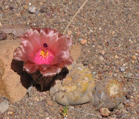 Pterocactus neuquensis