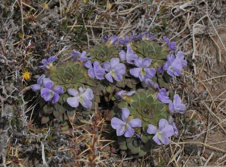 Viola × blaxlandiae 