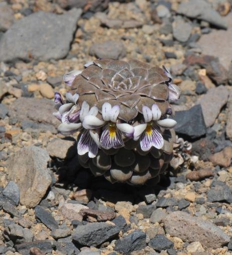 Viola pachysoma    