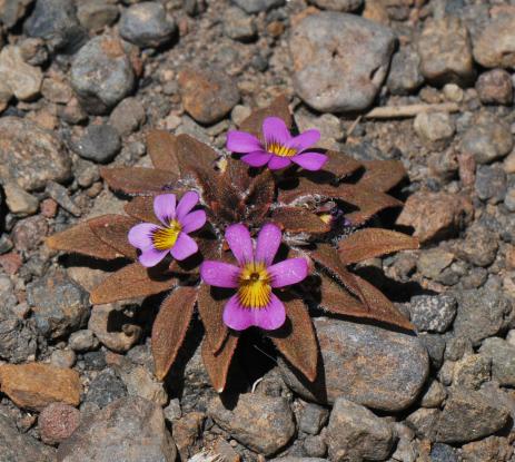 Viola subandina