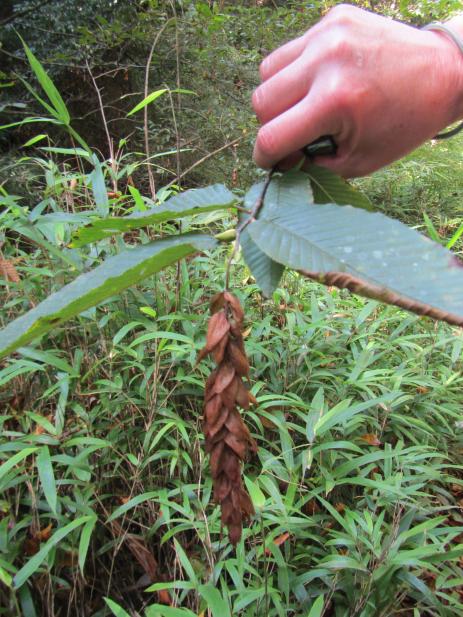 Seed structure on Carpinus fangiana