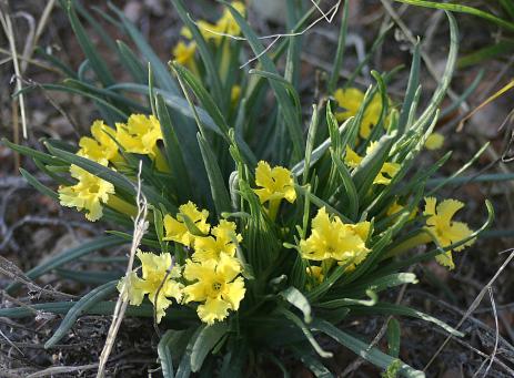 Lithospermum incisum