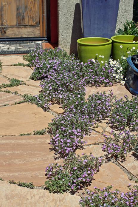 Nama hispidum seeded in a flagstone walkway