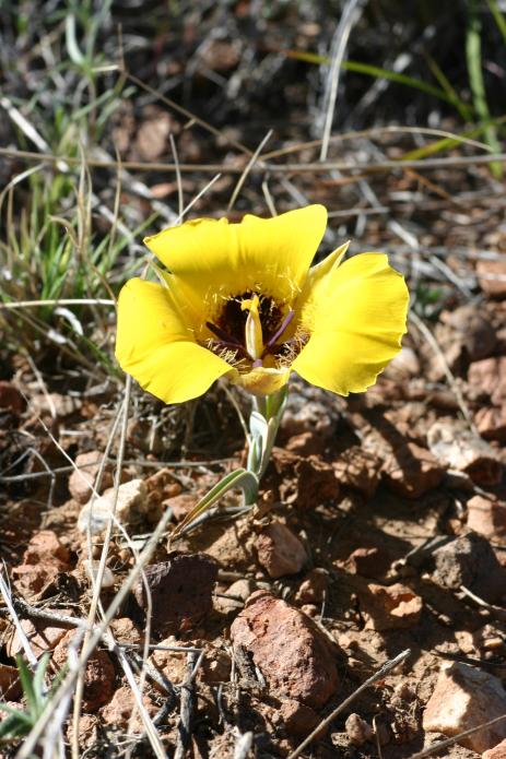 Yellow form of Calochortus kennedyi 