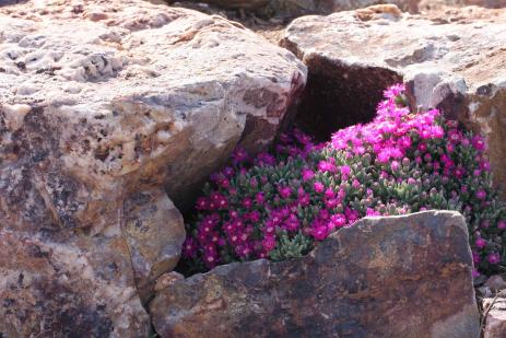 Ruschia pulvinaris 