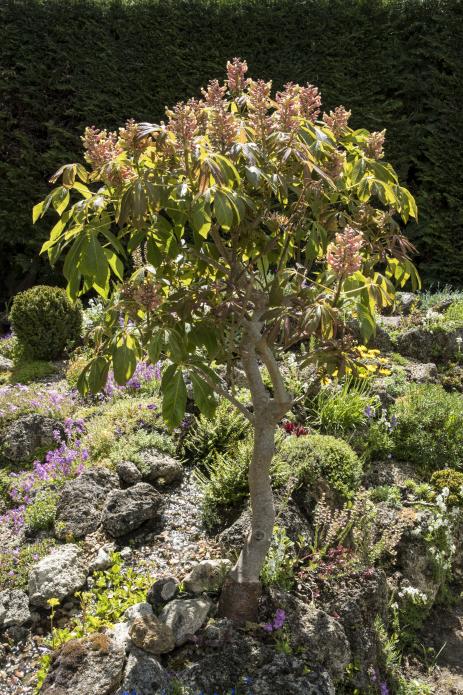 Aesculus pavia ‘Koehnei’