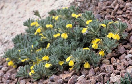 Ajuga chamaepitys var. glareosa