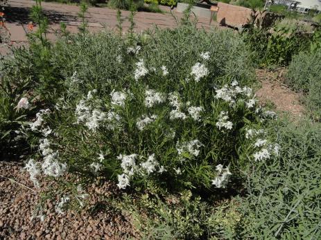 Amsonia tharpii