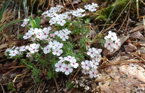 Androsace sericea