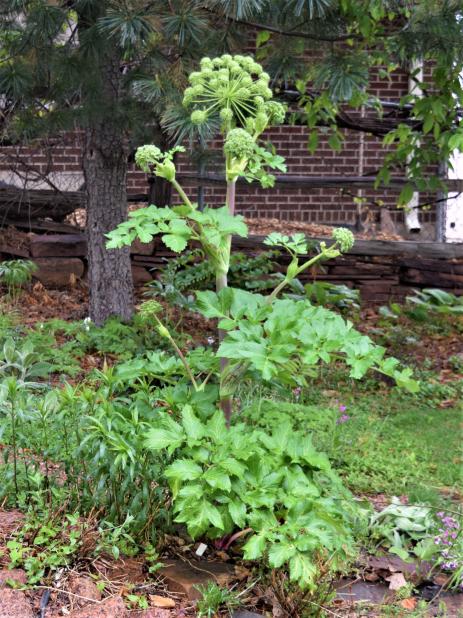 Angelica archangelica