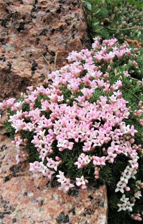 Asperula daphneola