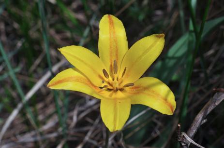 Tulipa kolpakowskiana