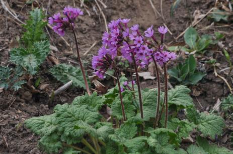 Primula kaufmanniana 