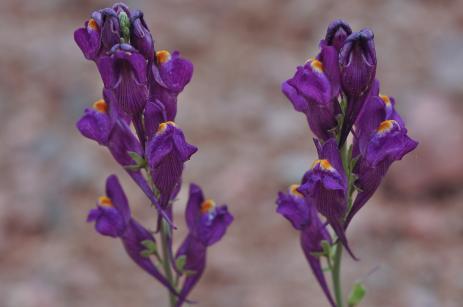 Linaria transiliensis 