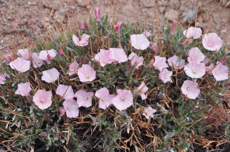 Convolvulus tragacanthoides 