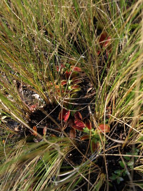 Dionaea muscipula, North Carolina’s iconic Venus flytrap growing in boggy, frequently burned habitat