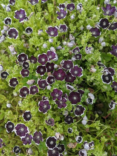 Nemophila ‘Penny Black’ with narrow white margins to the petals.