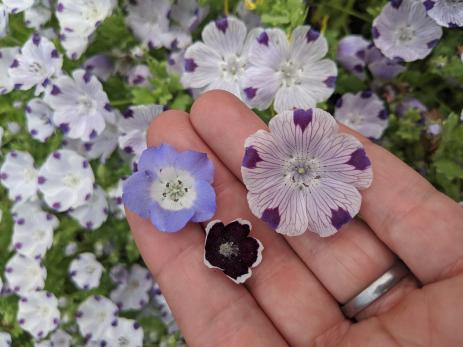 Nemophila menziesii (left), N. ‘Penny Black’ (center), and N. maculata (right).