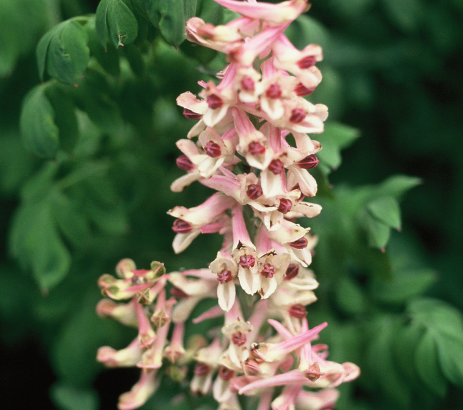 Corydalis caseana subsp. brandegeei