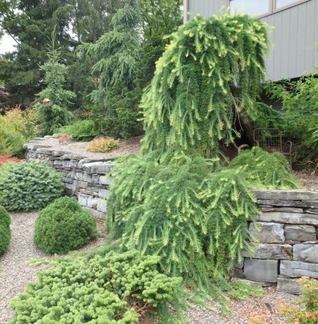 A weeping larch tumbles down over one of the many stone terraces in the Kraft garden.