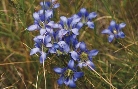 Gentiana autumnalis, Atlantic County, near Germania, New Jersey