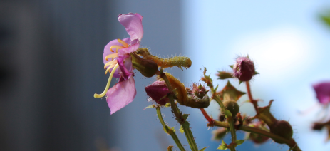 Caterpillars feeding on Rhexia virginica during a parade on 6th Avenue.