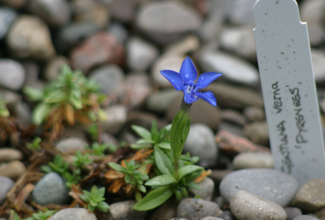 Gentiana verna ‘Pyrenees’ blooming in the author’s garden.