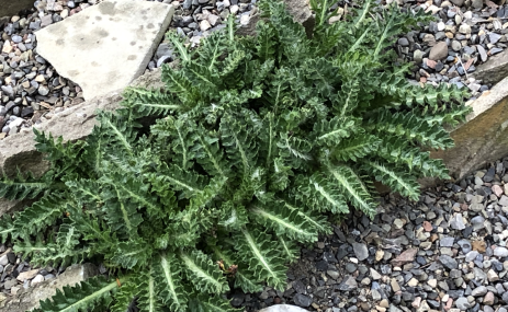 A vigorous Carlina alpina exposing its thistly self