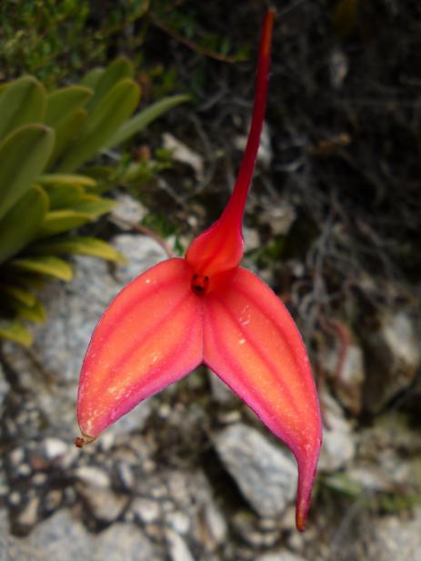 Masdevallia amabilis showing the “smiley face“ in the center of the bloom. Photo by Melody Zarria