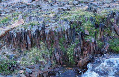 An inspirational natural crevice garden in the upper Parker creek drainage, with the snow willow (Salix nivalis)