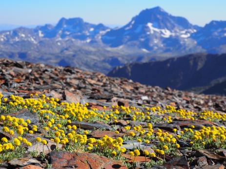 The new crevice garden will hopefully allow plants like this alpine buckwheat (Eriogonum rosense) to thrive far from their native habitat.