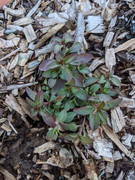 Overwintering Clarkia plants ready to burst into growth once spring arrives