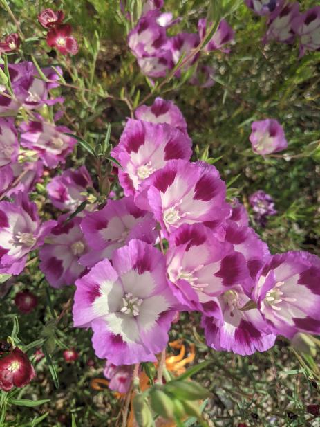 Clarkia williamsonii