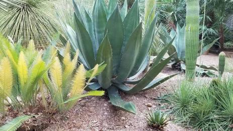 The Mexican cycad Dioon angustifolium with various agave and cactus species.