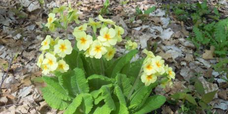 Primula elatior